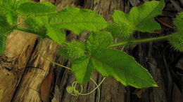 Image of fetid passionflower