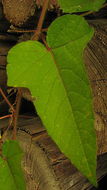 Image of fetid passionflower