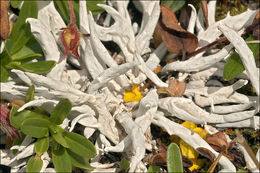 Image of whiteworm lichen