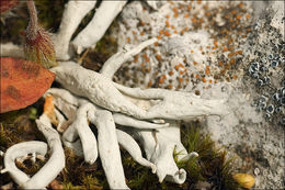 Image of whiteworm lichen