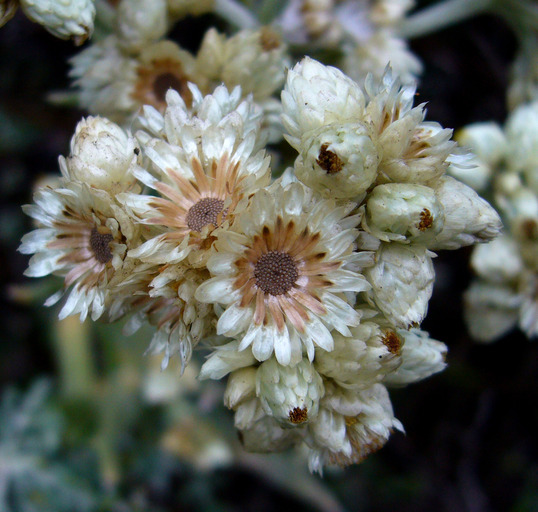 Слика од Pseudognaphalium biolettii A. A. Anderberg