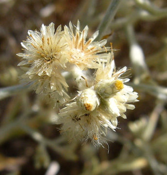 Слика од Pseudognaphalium canescens (DC.) A. A. Anderberg