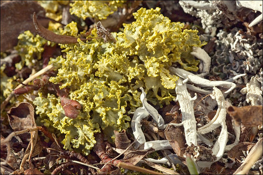 Image of whiteworm lichen