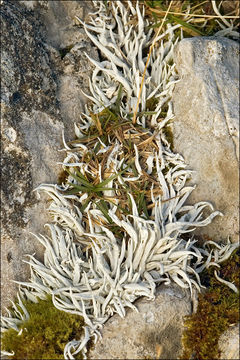 Image of whiteworm lichen