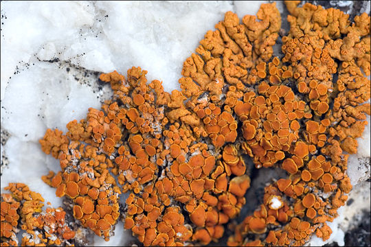 Image of elegant orange wall lichen