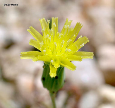 Image de Malacothrix clevelandii A. Gray