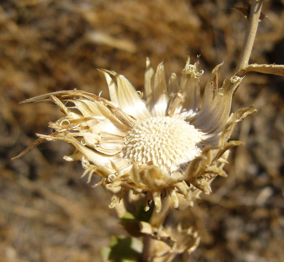 Grindelia hirsutula Hook. & Arn.的圖片