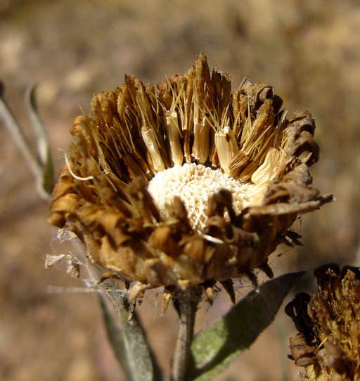 Grindelia hirsutula Hook. & Arn.的圖片