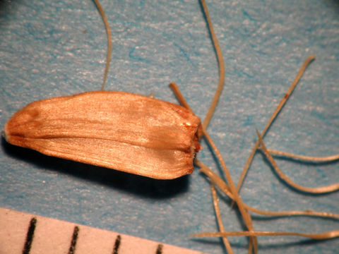 Image of hairy gumweed