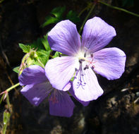 Imagem de Geranium himalayense Klotzsch ex Klotzsch & Garcke