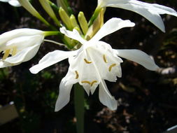 Image de Pancratium canariense Ker Gawl.