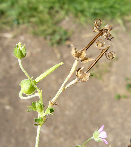 Image of Carolina geranium