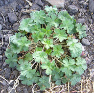 Geranium carolinianum L. resmi