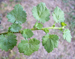 Image of Carolina Bristle-Mallow