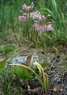 Image of twincrest onion