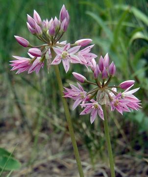 Image of twincrest onion