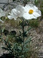 Image of flatbud pricklypoppy