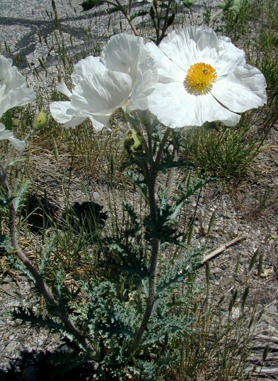 Image of flatbud pricklypoppy