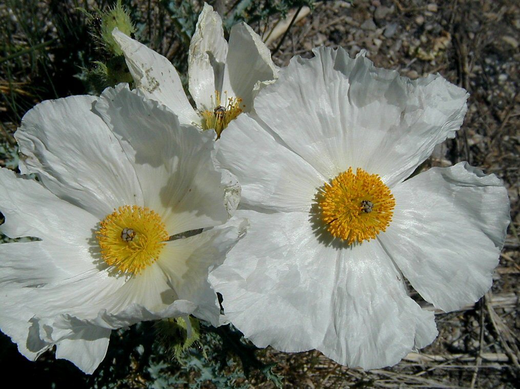 Image of flatbud pricklypoppy