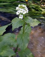 Cardamine cordifolia A. Gray resmi