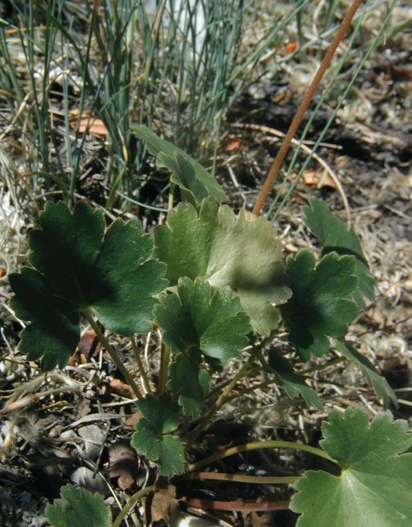 Image of littleleaf alumroot