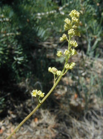 Image of littleleaf alumroot