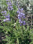 Image of Silver-stem Lupine