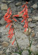 Penstemon eatonii A. Gray resmi