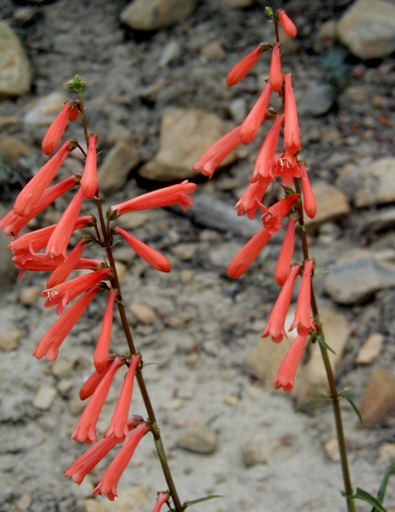 Image of firecracker penstemon