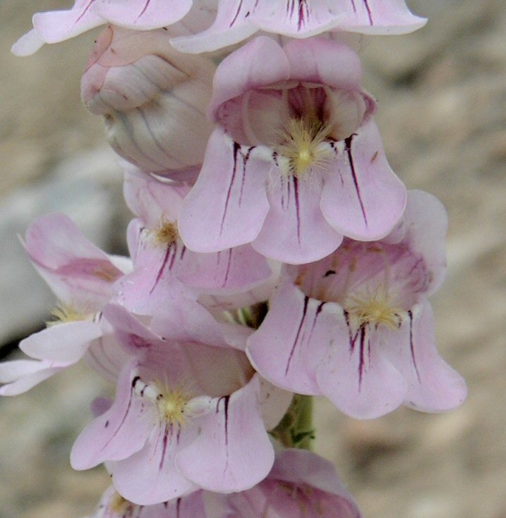 Image of Palmer's penstemon