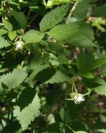 Imagem de Rubus idaeus subsp. strigosus (Michx.) Focke