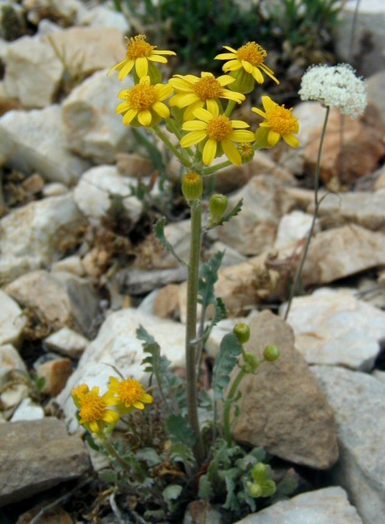 Image of lobeleaf groundsel