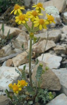 Image of lobeleaf groundsel