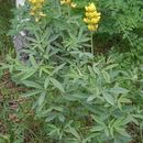 Plancia ëd Thermopsis rhombifolia (Pursh) Richardson