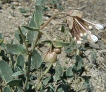 Image of snowball sand verbena