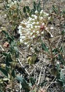 Image of snowball sand verbena