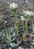 صورة Antennaria parvifolia Nutt.