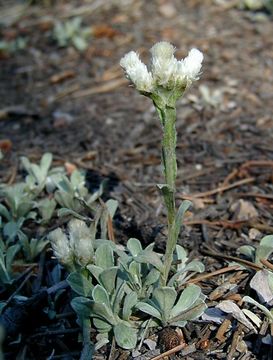 Imagem de Antennaria parvifolia Nutt.