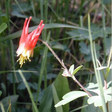 Aquilegia elegantula Greene的圖片