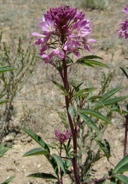 Image of <i>Cleome serrulata</i>