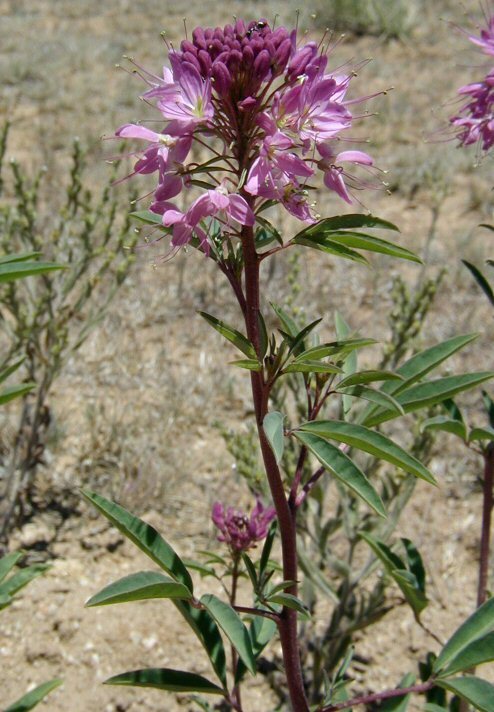 Image of <i>Cleome serrulata</i>