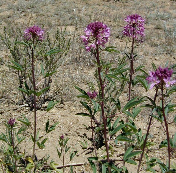 Image of <i>Cleome serrulata</i>