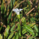 Calystegia sepium subsp. limnophila (Greene) Brummitt resmi