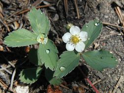 Image of Virginia strawberry