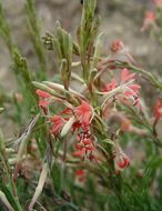 Image of <i>Gaura coccinea</i>