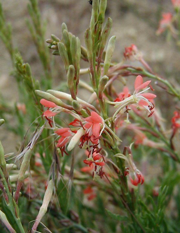 صورة <i>Gaura coccinea</i>