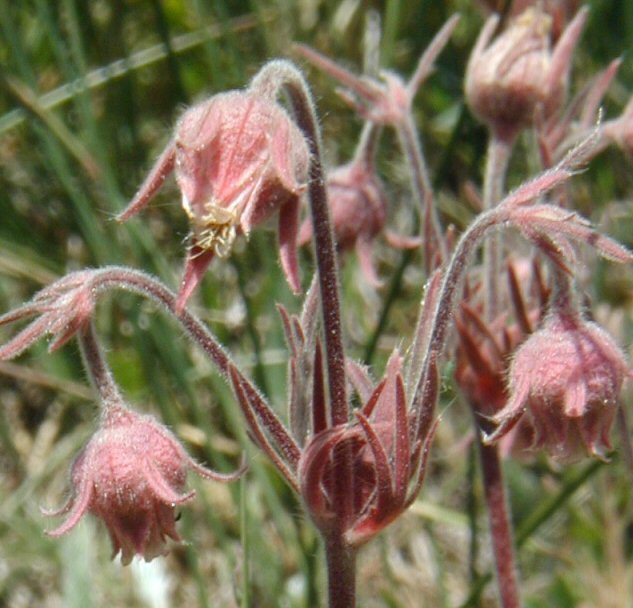 Image of old man's whiskers