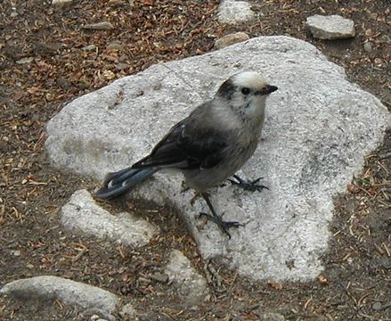 صورة قيق رمادي