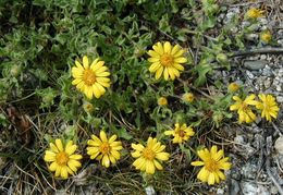 Image of hairy false goldenaster