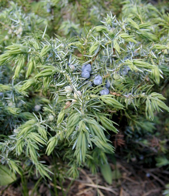 Image of Common Juniper